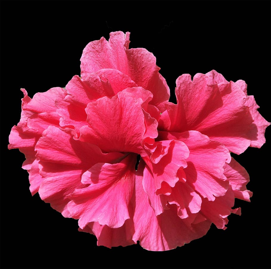 flower, pink, nature, spring, flora, garden, plants, petal HD wallpaper