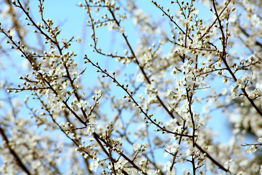 flowering trees, spring, fruit trees, flowers, nature, branch HD wallpaper