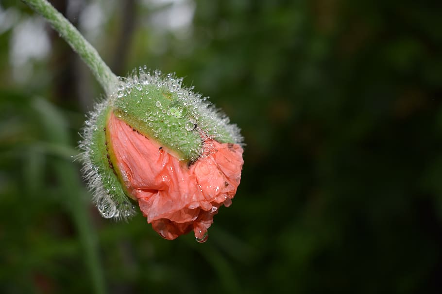 poppy, bud, moist, plant, beauty in nature, vulnerability, fragility HD wallpaper