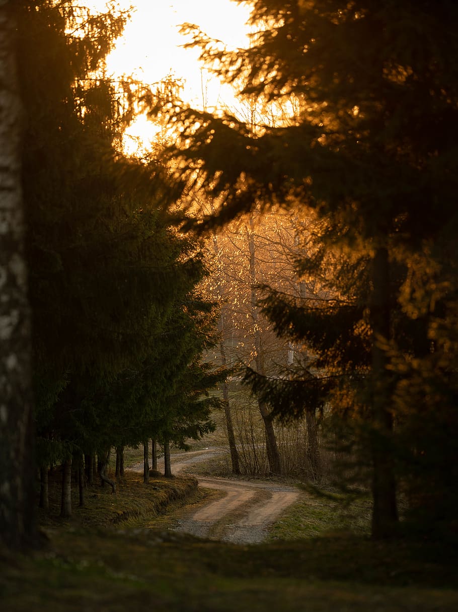 flare, light, tree, plant, nature, outdoors, alytus, lithuania HD wallpaper