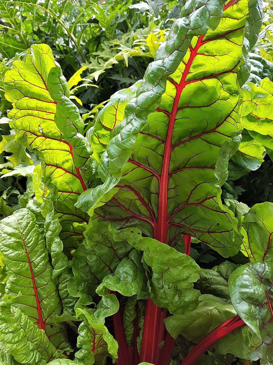 chard, leaves, garden, food, green color, leaf, plant part, HD wallpaper