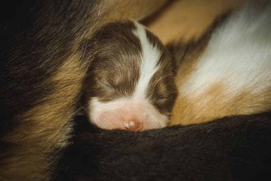 aussie, dog, baby, shepherd, australian, puppy, hide, hideout HD wallpaper