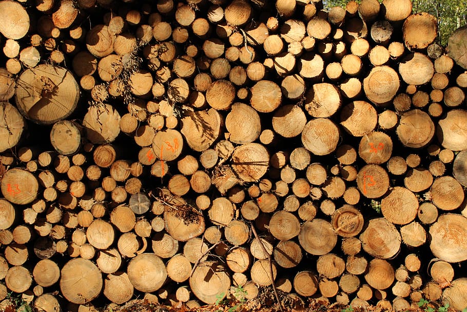 wood, tree, forest, tribe, log, landscape, old, nature, annual rings HD wallpaper
