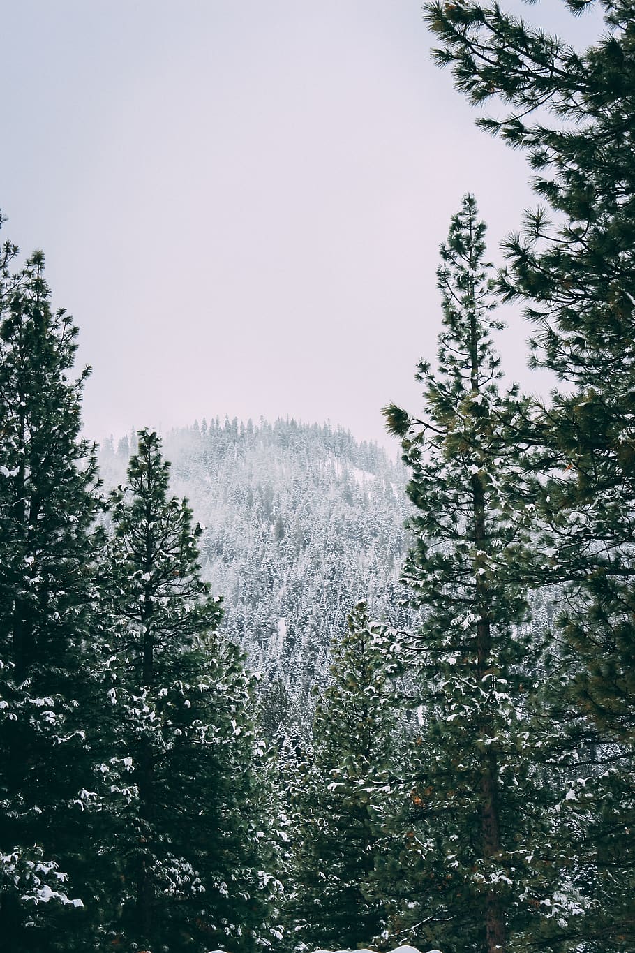 snow covered trees during daytime, plant, beauty in nature, forest HD wallpaper