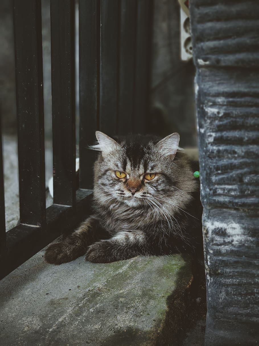 silver maine coon cat, mammal, animal, pet, manx, jl. srijaya no.1094 HD wallpaper
