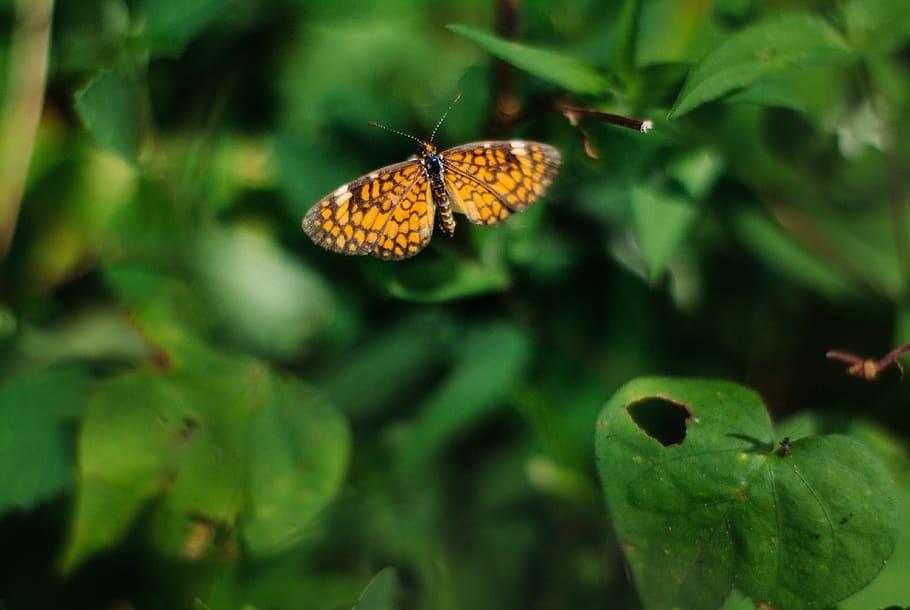 brown and black moth, invertebrate, animal, insect, butterfly HD wallpaper