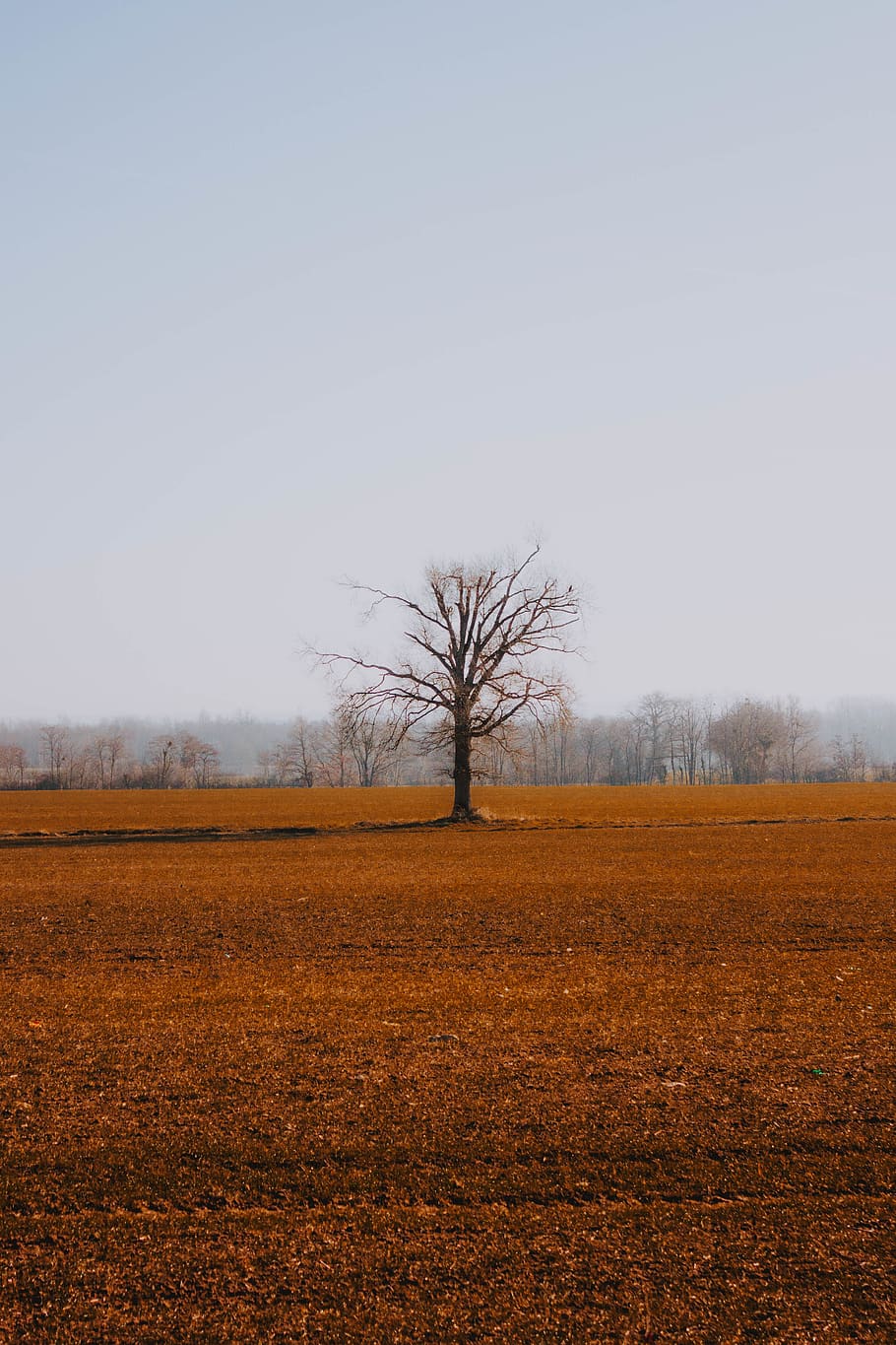 brown tree during daytime, ground, nature, plant, outdoors, road HD wallpaper