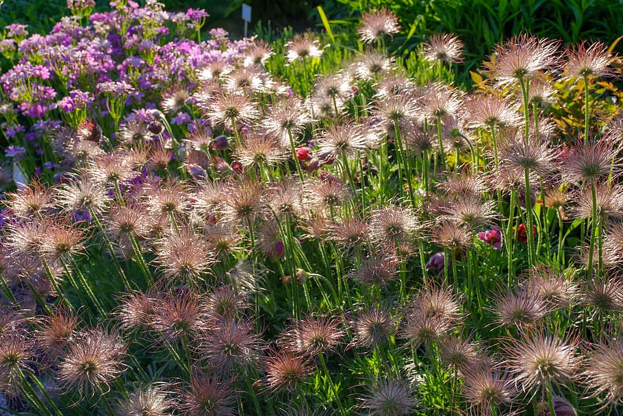 flower, keto, evening, sunset, garden, summer, lighting, flowering plant HD wallpaper