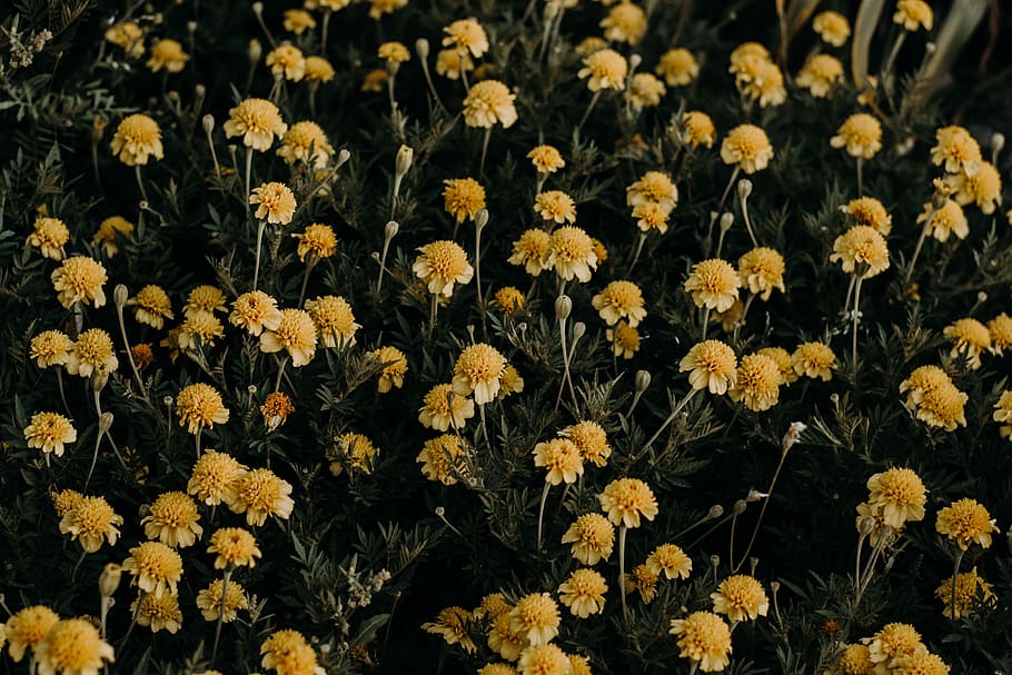 Close-Up Photography of Yellow Flowers, beautiful, bloom, blooming HD wallpaper