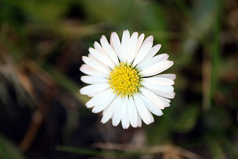 daisy, blossom, bloom, spring, white, petals, wild flowers HD wallpaper
