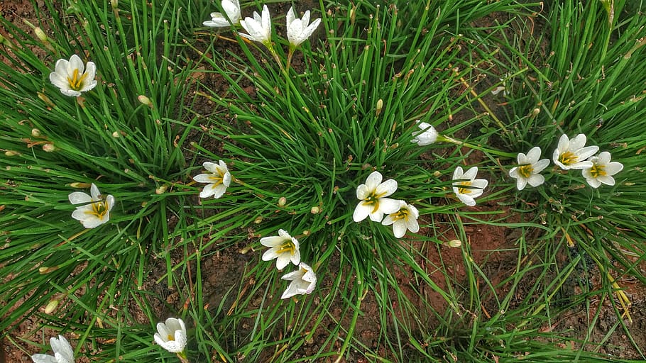 plant, flowering plant, growth, land, beauty in nature, grass HD wallpaper