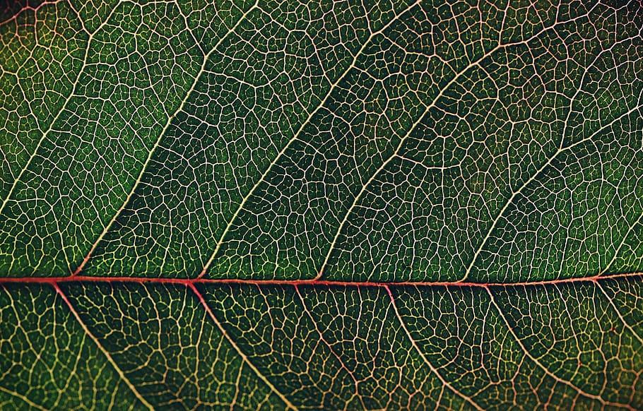 leaf, pattern, desktop, flora, nature, closeup, photosynthesis HD wallpaper
