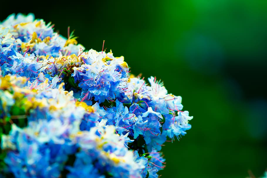 Close-Up Photography of White Flowers, beautiful, bloom, blooming HD wallpaper