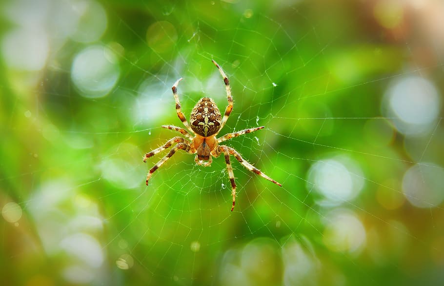 brown barn spider, animal, invertebrate, arachnid, insect, garden spider HD wallpaper