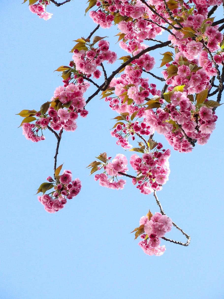 sakura, tree, spring, flower, leaves, sky, nature, flowering plant, HD wallpaper