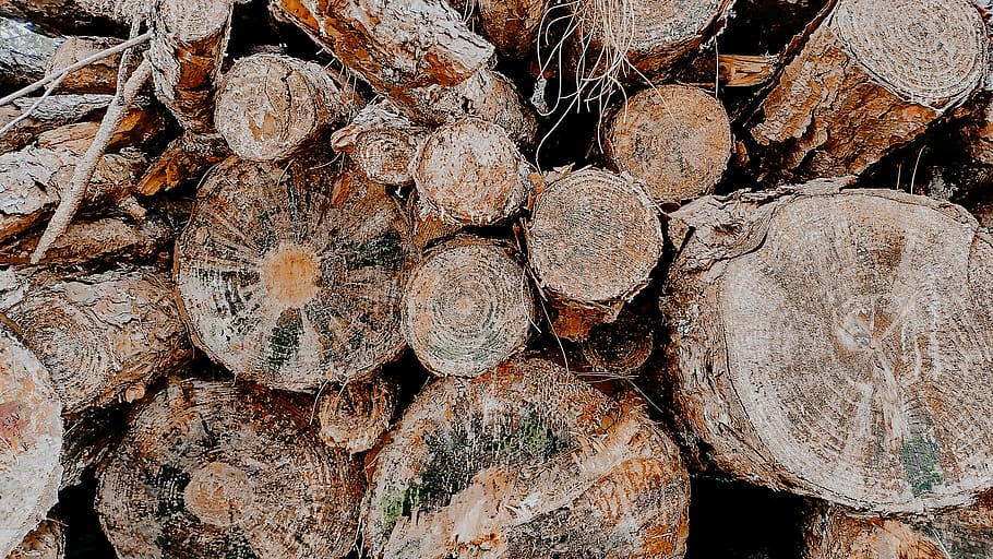 wood, lumber, fungus, brazil, estr. do vilhena, engenheiro marsilac, HD wallpaper