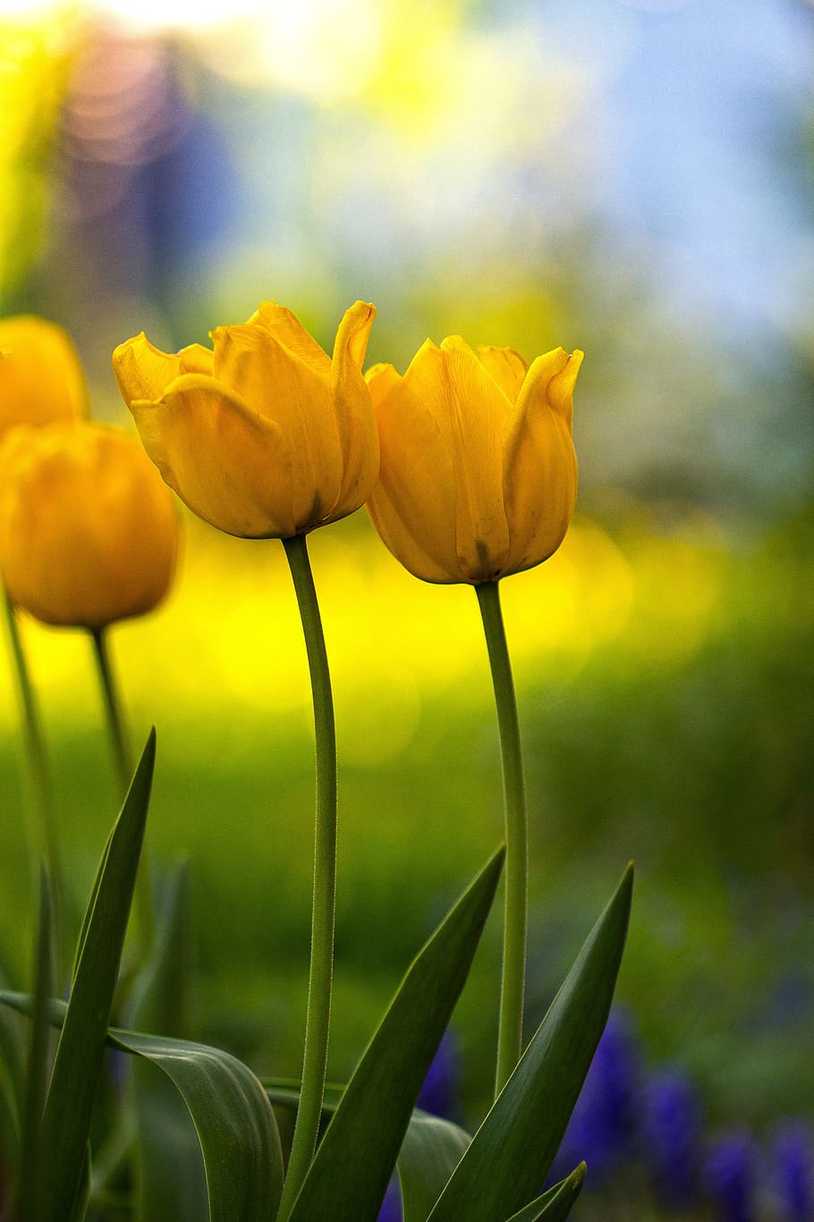 tulip, yellow, spring, nature, colorful, flower, flowering plant HD wallpaper