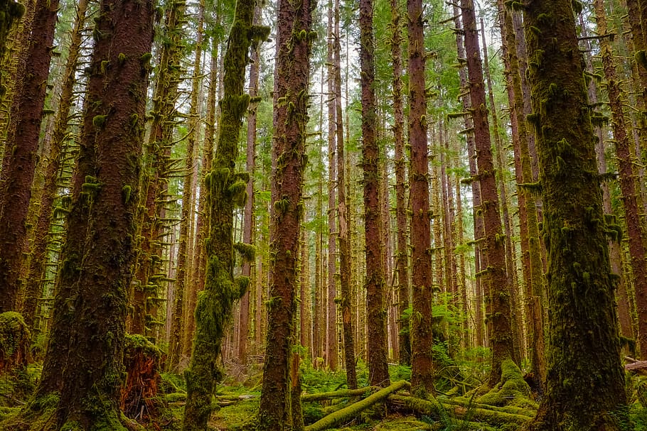 brown trees, forest, land, plant, tree trunk, woodland, growth HD wallpaper