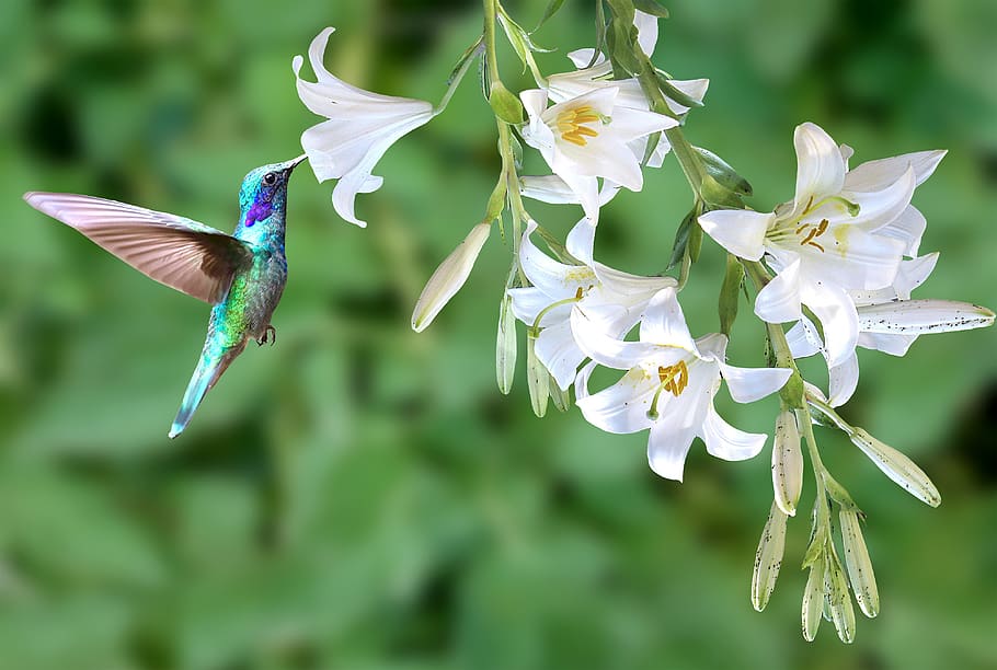 hummingbird, spring, flower, white, lily, outdoor, flying, beautiful HD wallpaper