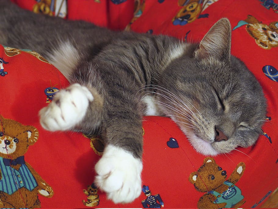 norway, cozy, paw, red, bear, sleep, cat, grey, feline, domestic cat, HD wallpaper