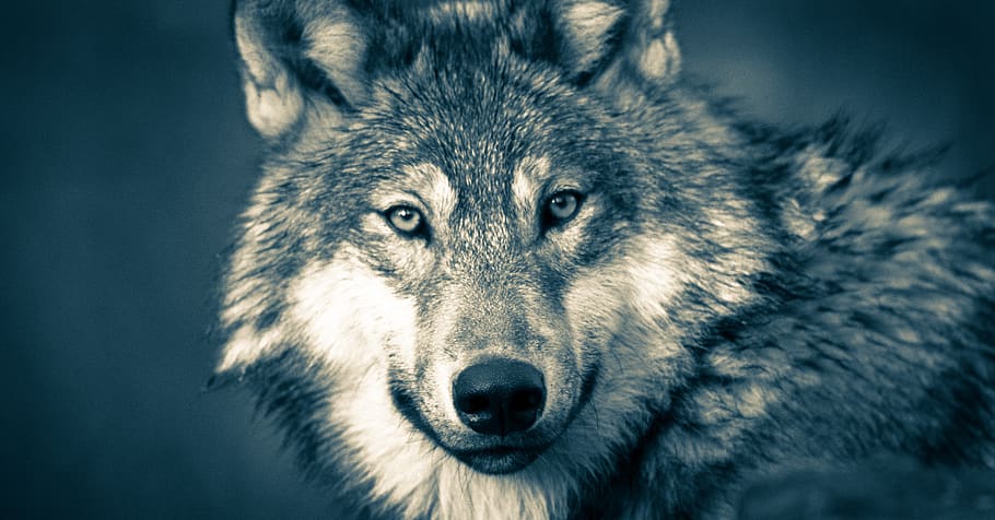 wolf, wolf head, wolves, grey, animal, carnivore, close, creature, HD wallpaper