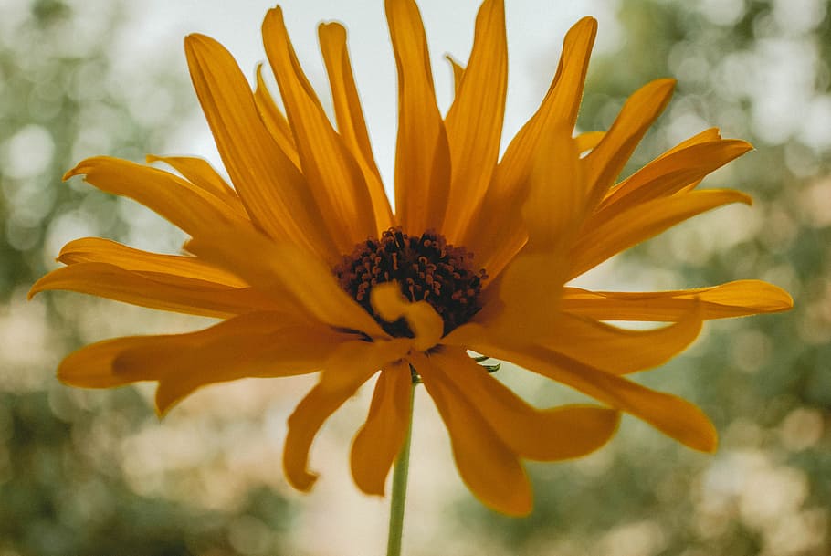 Closeup Photography of Yellow Petaled Flower, bloom, blooming HD wallpaper