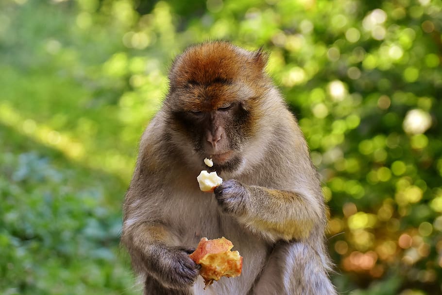 barbary ape, eat, apple, endangered species, monkey mountain salem, HD wallpaper