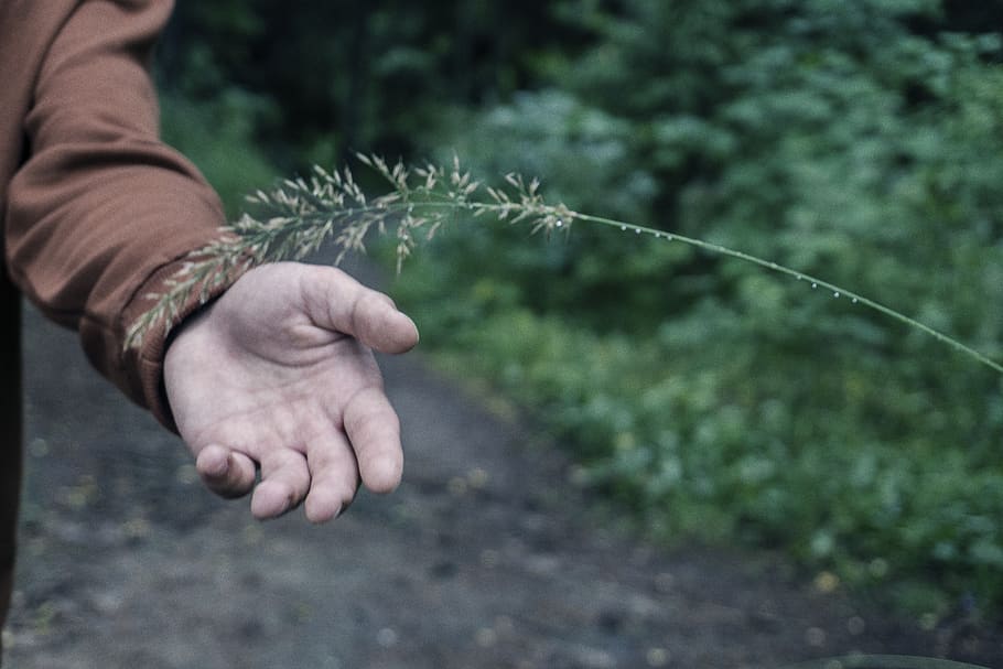 russia, vyborg, hand, cold, foorest, macro, grass, green, orange HD wallpaper