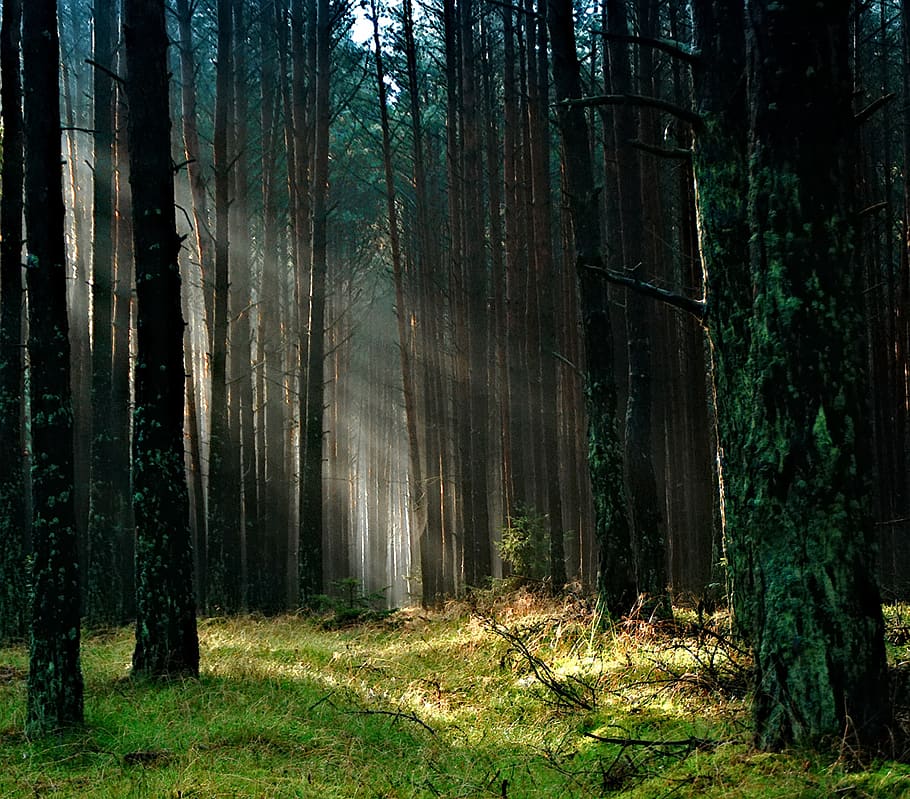 Forest With Sunlight, grass, nature, scenic, sunray, trees, woods HD wallpaper