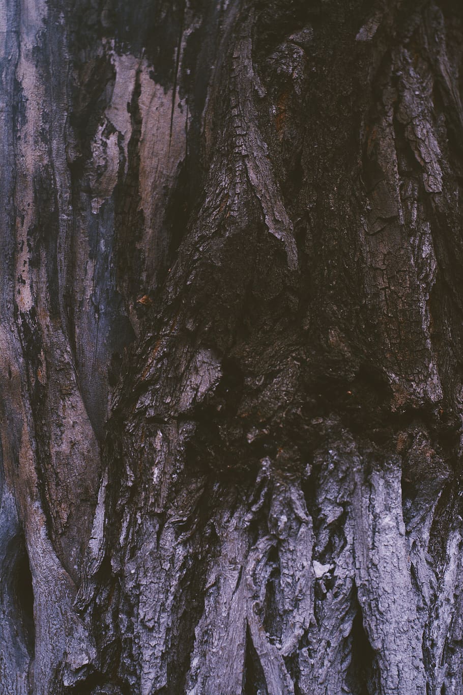 tree, autumn, wallpaper, background, vsco, trunk, tree trunk HD wallpaper