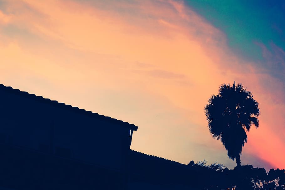 palm tree, orange, sunset, beach, sky, silhouette, plant, architecture HD wallpaper