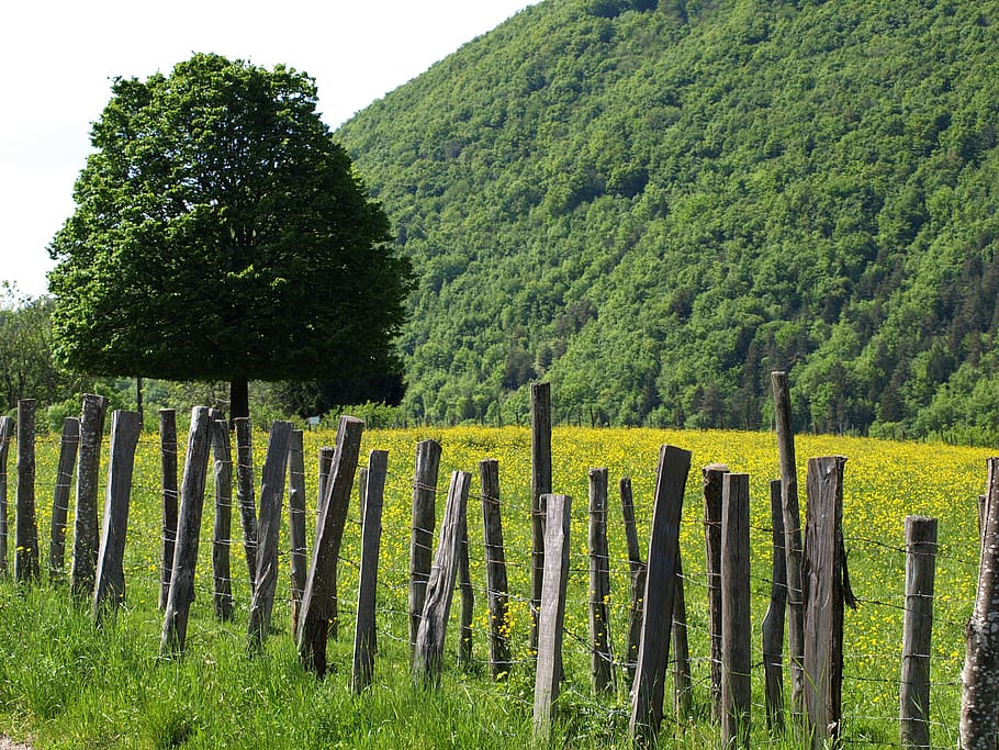 vert, verde, campagne, plant, tree, growth, land, green color HD wallpaper