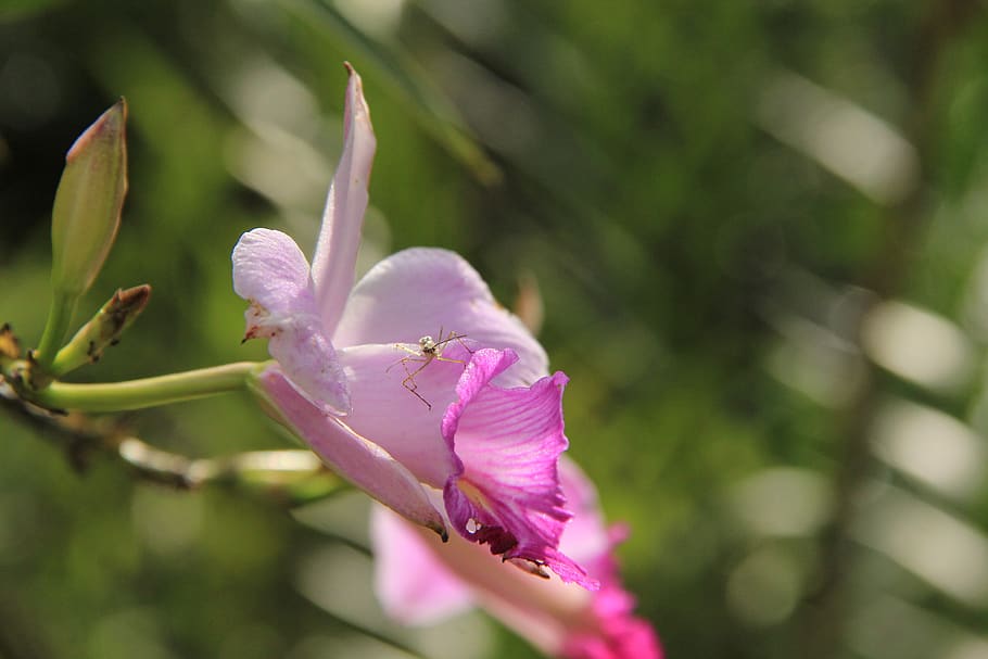 flor, colombia, antioquia, flower, flowering plant, pink color HD wallpaper