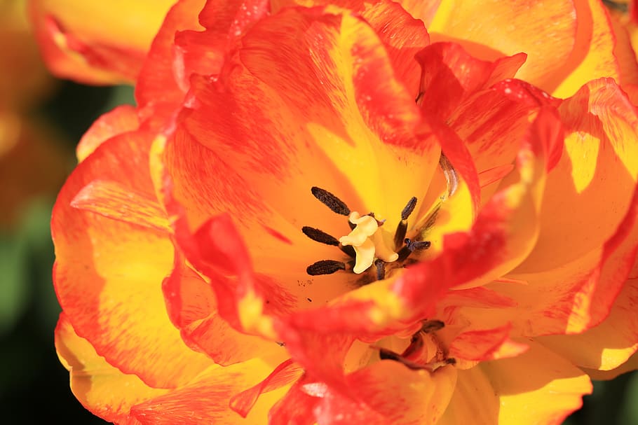 tulip, flower, orange, red, yellow, nature, flora, parkbloem, HD wallpaper