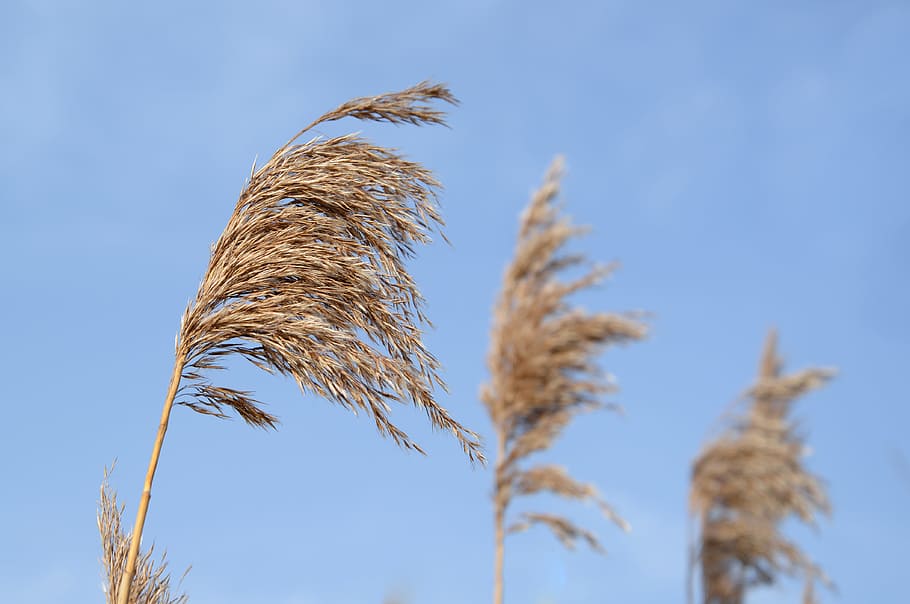 Selective Focus Photography of Brown Leaf Plant, background, blue sky HD wallpaper