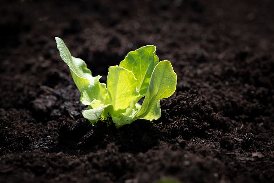 lettuce seedling, salad, green, garden, vegetable garden, plant, HD wallpaper