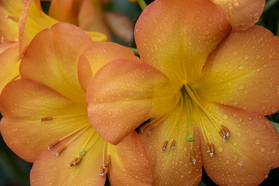 orange flower bloom during daytime, close-up, plant, freshness HD wallpaper