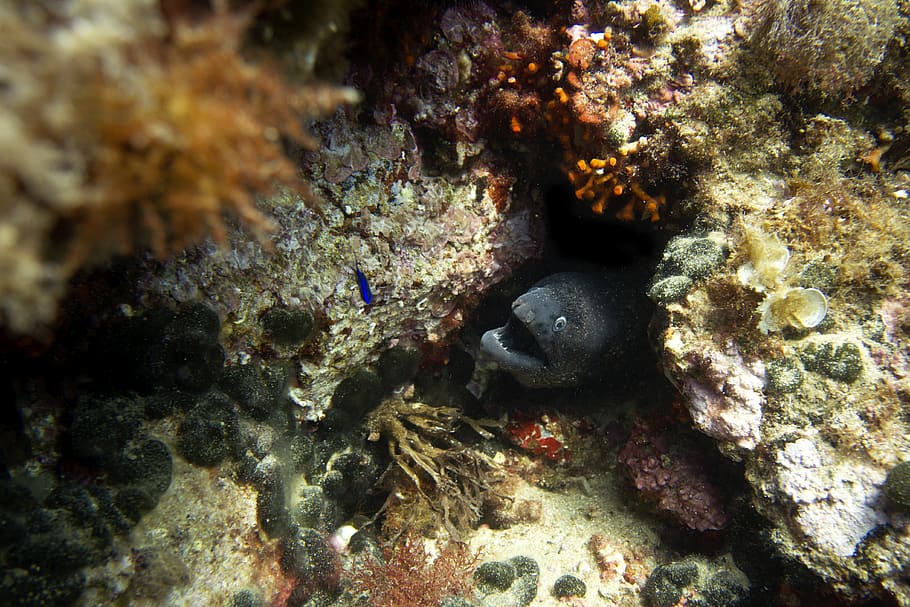 grey small fish, sea, water, nature, ocean, outdoors, sea life HD wallpaper