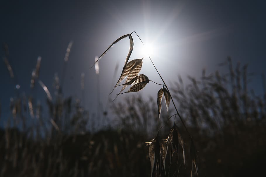 greece, athens, nature, dramatic, light, sun, grass, flower HD wallpaper