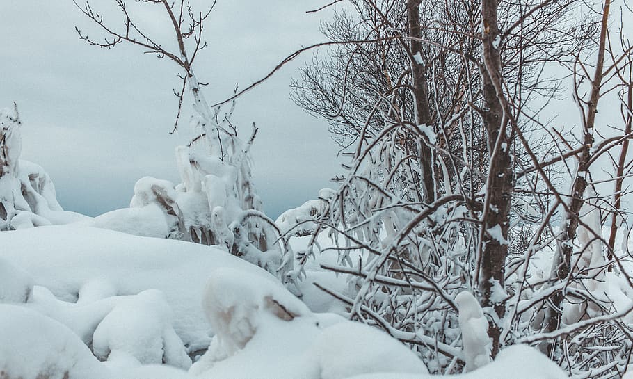 canada, goderich, tree, snow, winter, frozen, ice, cold temperature HD wallpaper