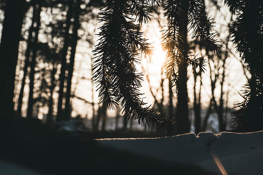 netherlands, veldhoven, forest, trees, snow, sun, plant, tranquility HD wallpaper