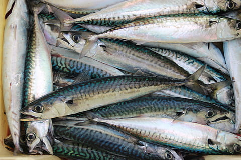 gray fish lot, animal, sea life, herring, sardine, mackerel, fresh HD wallpaper