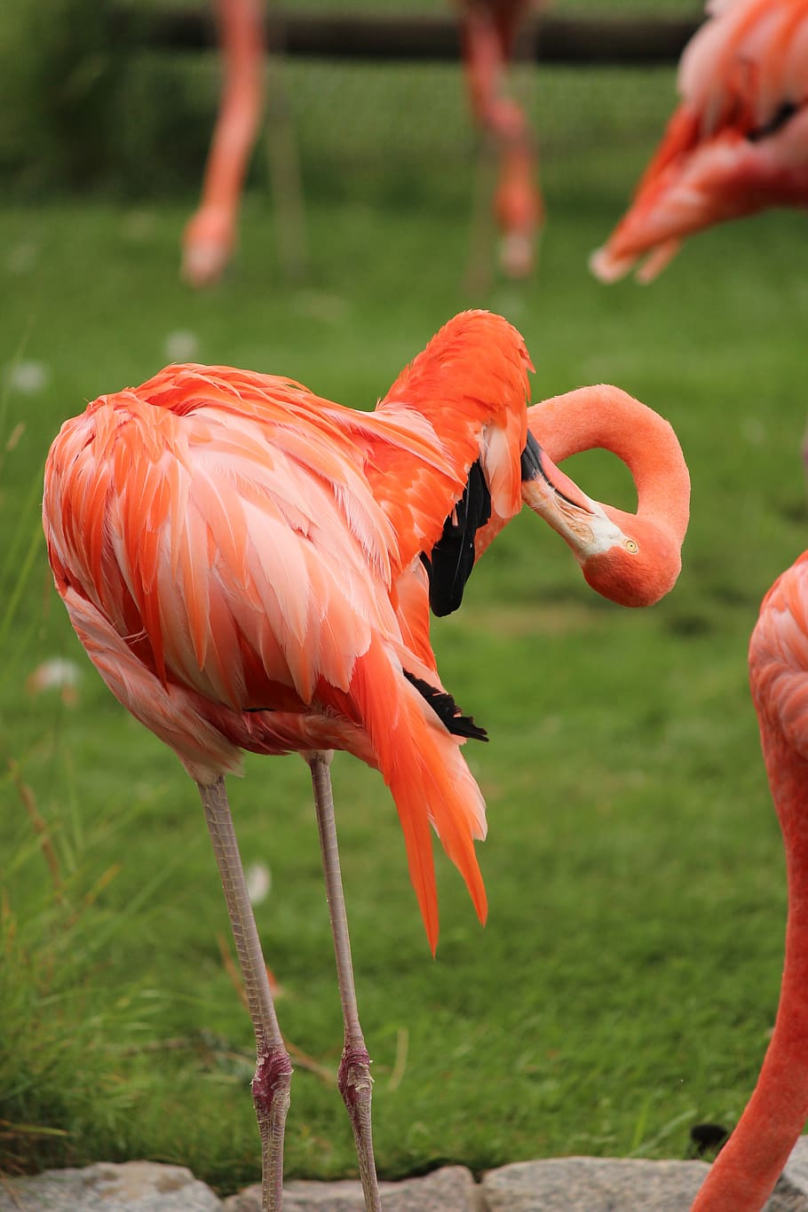 flamingo, bird, feather, beak, wings, animal, feathers, pink HD wallpaper