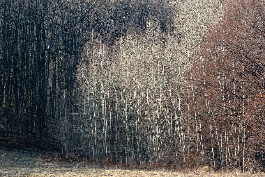 serbia, fruška gora mountain, yellow, brown, lines, trees, HD wallpaper