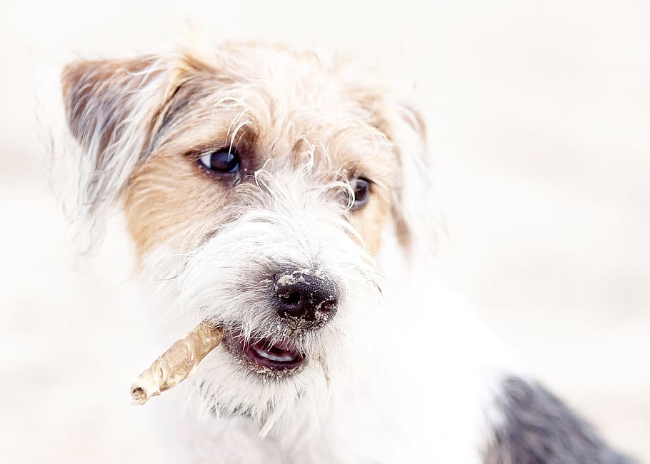 dog, terrier, parson, russel, jack russel, nature, animal holiday HD wallpaper