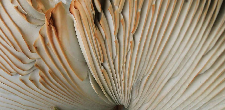 desktop, nature, pattern, mushroom, natural, close-up, no people HD wallpaper