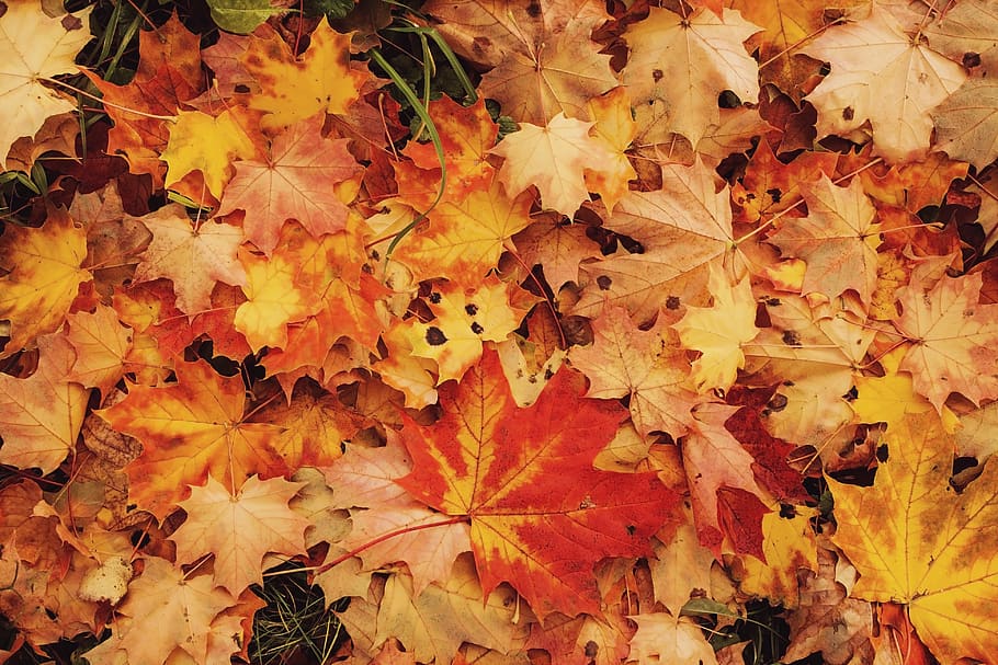 maple, leaves, autumn, background, yellow, change, plant part HD wallpaper
