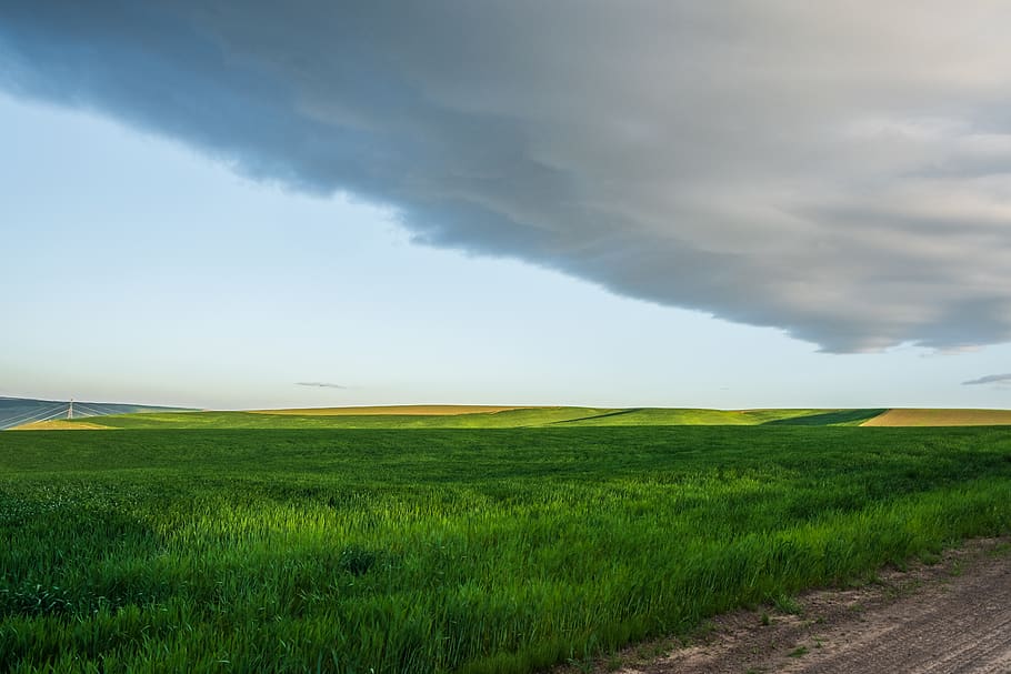 greenfield under white clouds, palouse, united states, outdoors, HD wallpaper