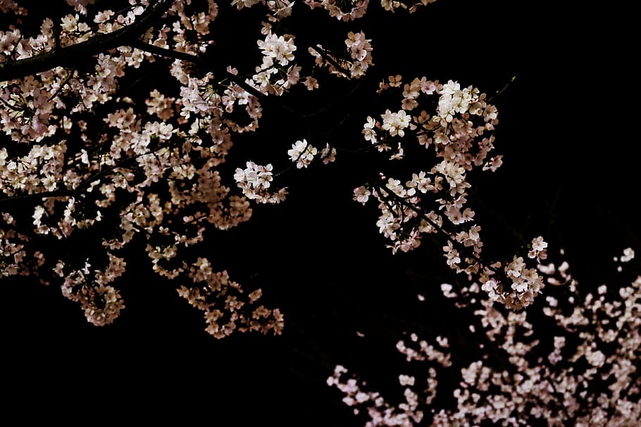 Wallpaper Cherry Blossom Chinese Architecture Night Dark  Wallpaperforu