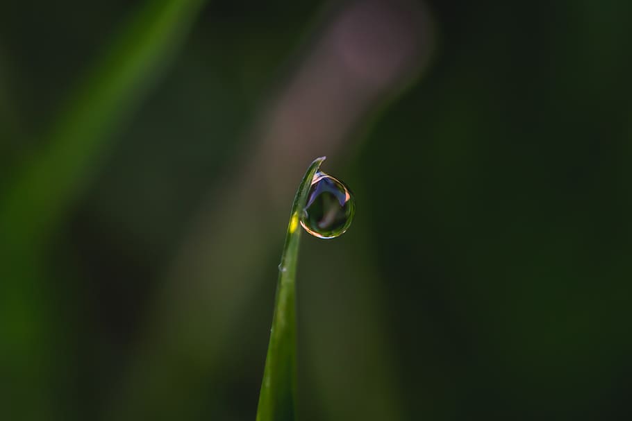 grass, dew, rain drop, winter, green color, plant, growth, nature HD wallpaper
